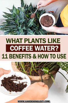 what plants like coffee water? 11 benefits and how to use them in your garden