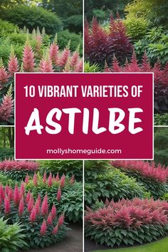 various varieties of astibe plants in the garden with text overlay that reads, 10 vibrant varieties of astibe