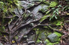 the tree is growing out of the rocks in the forest with green mossy leaves