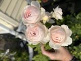 a person holding three pink roses in their hand