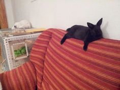 a black cat laying on top of a red and orange striped couch next to a white wall