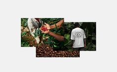 coffee beans are being picked from the trees