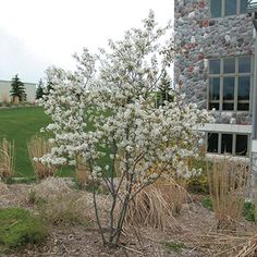 a small white tree in front of a building with lots of grass and bushes around it