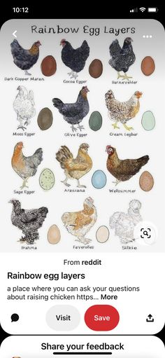 an iphone screen showing the different types of chickens and eggs in each egg layer, with text reading rainbow egg layers from reddit