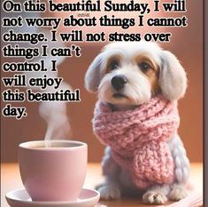 a small dog wearing a pink scarf next to a cup of coffee with the caption on this beautiful sunday i will not worry about things i cannot change