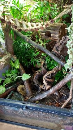 an aquarium filled with lots of different types of plants