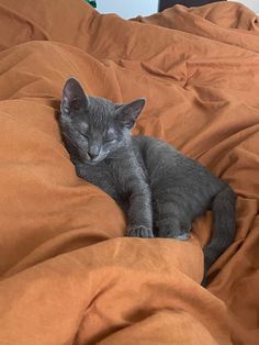 a small gray kitten sleeping on an orange comforter