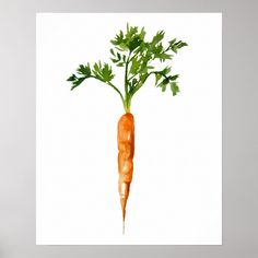 a watercolor painting of a carrot with green leaves on it's stalk, against a white background