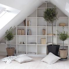 there is a potted plant on the floor in front of some bookshelves