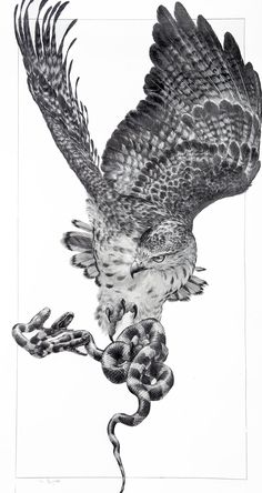 a drawing of an owl with a snake in its claws, on a white background