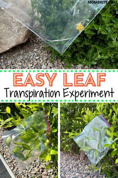 the instructions for how to make an easy leaf transplant experiment with plants and plastic bags