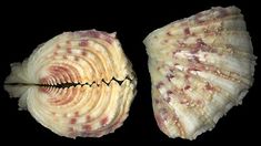 two seashells are shown in this image