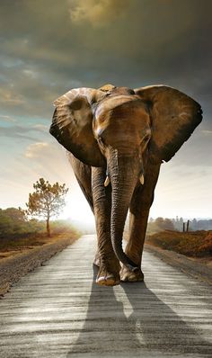 a woman sitting on top of an elephant walking down a road with the sky in the background