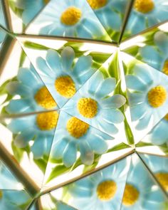 an image of blue and yellow flowers in the middle of it's petals, taken from above