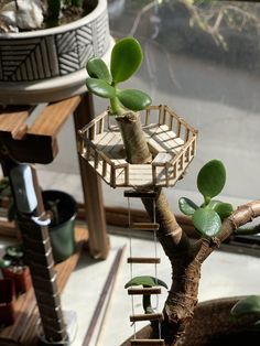 a bonsai tree with green leaves in a potted planter next to a window