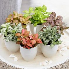 four potted plants sitting on top of a white table