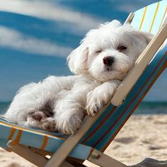 a small white dog laying on top of a beach chair