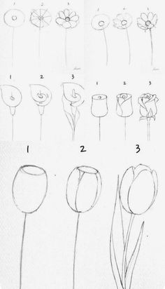 how to draw flowers step by step