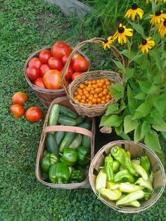 several baskets filled with different types of vegetables on the ground next to flowers and plants