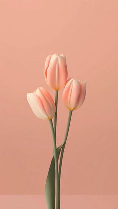 three pink tulips with green stems in front of a light pink wall and floor