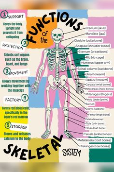 the skeleton and its functions are labeled in different colors, including pink, yellow, green,