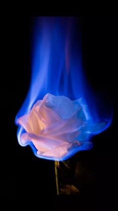 a white rose with blue flames in the background