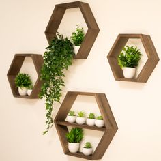 three wooden hexagonal shelves with plants in them hanging on the wall next to each other