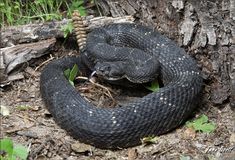 a large black snake laying on the ground next to a tree