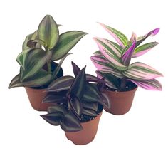 three potted plants with green and purple leaves