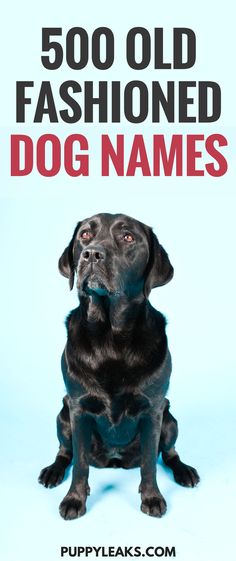 a black dog sitting in front of a blue background with the words 500 old fashioned dog names