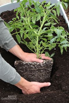 Tomato Growing Secrets for Big Yields and Healthy Plants Vegetable Garden Diy, Veg Garden, Garden Maintenance