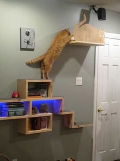 an orange cat climbing up the side of a wooden shelf on top of a wall