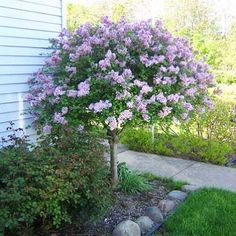 a tree with purple flowers in front of a house