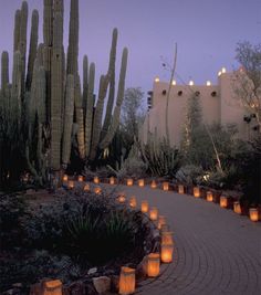 many lit candles are placed in the middle of a path between cactus bushes and buildings