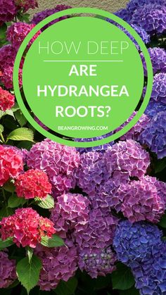 purple and pink flowers with green circle overlay that says how deep are hydrangea roots?