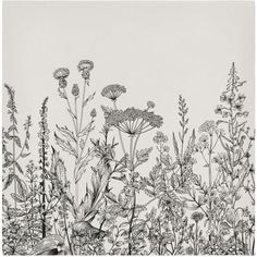 black and white photograph of flowers in the grass