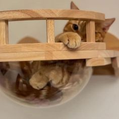 a cat peeking out from behind a wooden chair with its head on the back of it