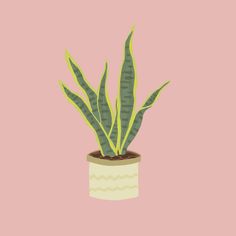 a potted plant with green leaves on a pink background is featured in this illustration