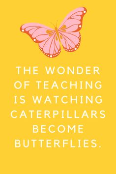 a pink butterfly with the words, the wonder of teaching is watching caterpillars become butterflies