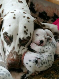 two puppies cuddle together in the middle of their mother's napping