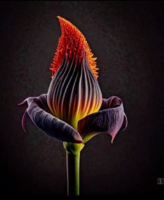 a purple flower with red stamens on a black background