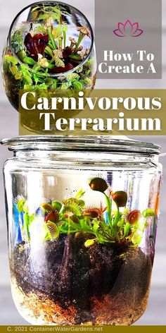 a jar filled with dirt and plants sitting on top of a wooden table next to the words how to create a carnivorous terrarium