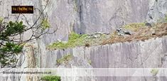 a man standing on the side of a cliff next to a tree and rock wall