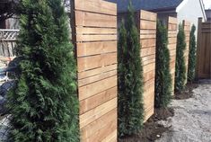 a row of trees next to a wooden fence