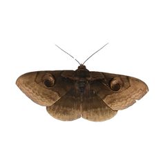 a brown and black moth on a white background