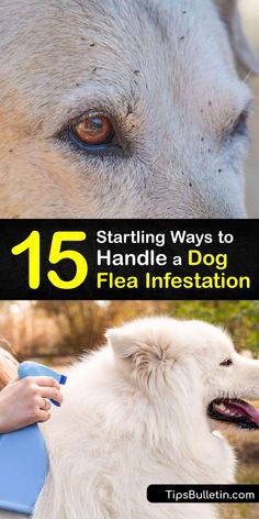 a white dog with the title 15 starting ways to handle a dog flea infestation