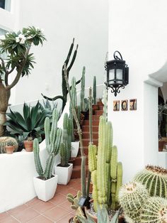 cactuses and succulents in white pots on the side of a house