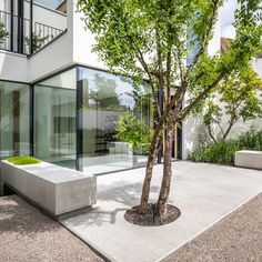 a tree in front of a building with glass walls