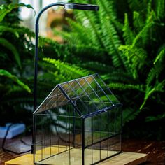 a small glass house sitting on top of a wooden table next to green plants and ferns