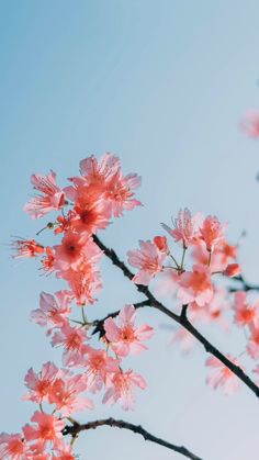 pink flowers are blooming on the branches of a tree in front of a blue sky